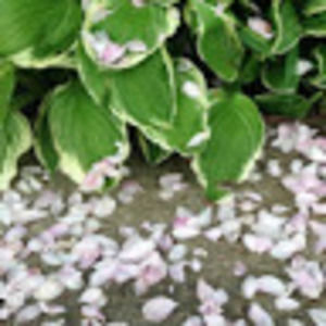 Meet your Posher, Eman